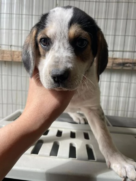 TENERE SORELLINE MIX SEGUGINE | Foto 2