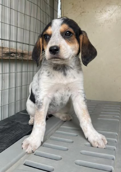 TENERE SORELLINE MIX SEGUGINE | Foto 0