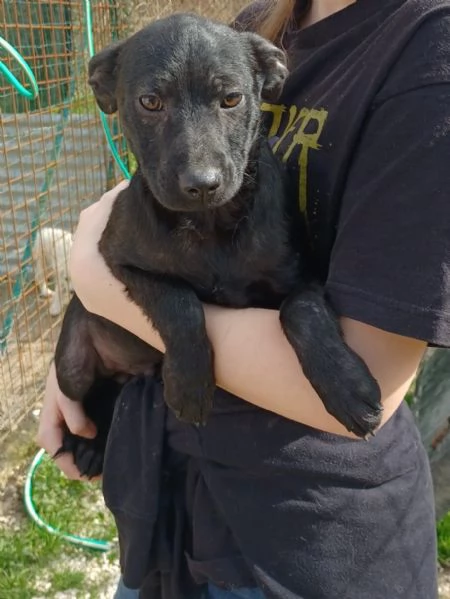 SOS SOS SIMON DOLCE SIMIL LABRADORINO