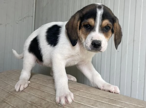 SOS SOS ELETTRA | Foto 5