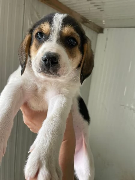 SOS SOS ELETTRA | Foto 2