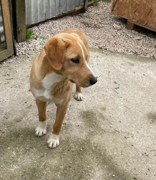 IL SIMPATICO E BELLISSIMO OLIVER | Foto 2