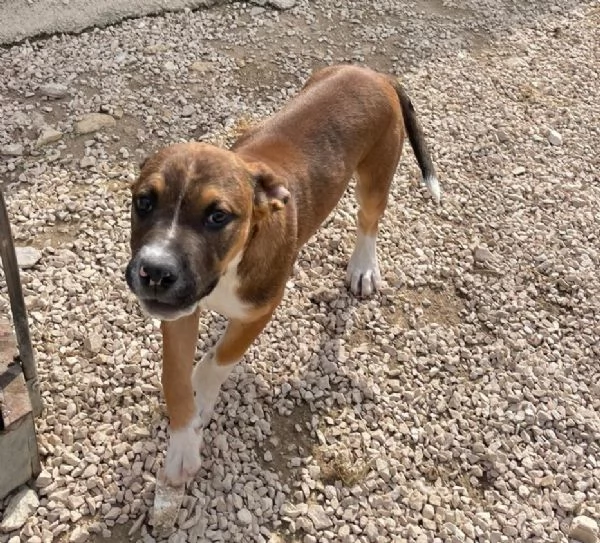 CHOCO DOLCISSIMO PITT | Foto 5