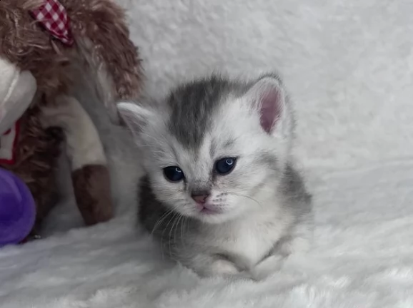 due bellissimi munchkin gattini | Foto 0