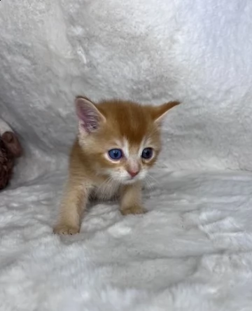 due bellissimi munchkin gattini