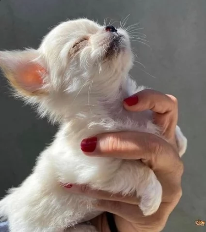 cuccioli di chihuahua toy taglia piccola