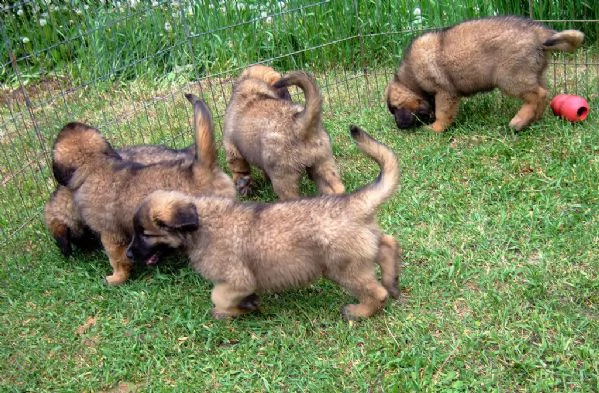 affascinanti stupendi cuccioli di leonberger