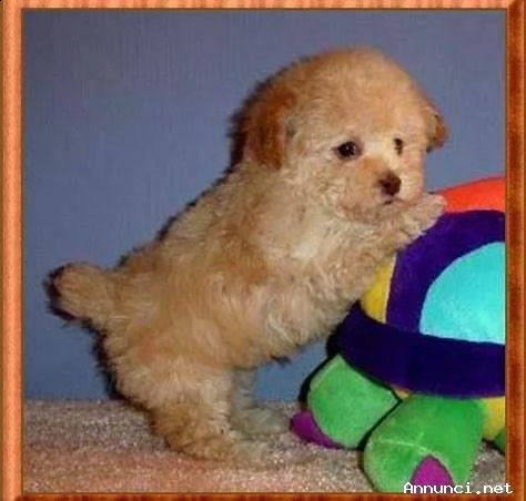 cucciolotti di barboncino, di 90 giorni