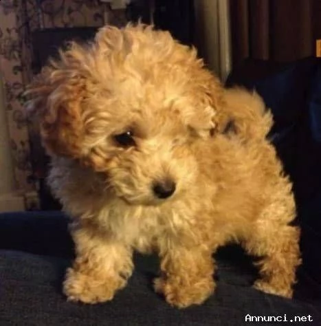 generosi cucciolotti di barboncino toy, di 90 giorni