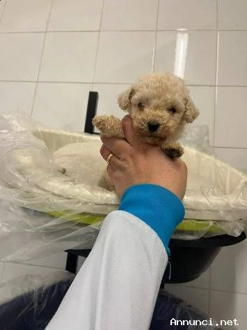 cucciolo barboncino toy champagne