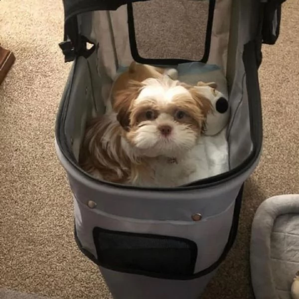  regalo cuccioli shih tzu