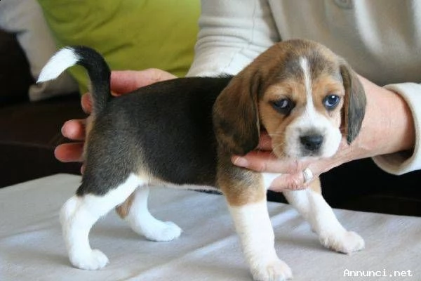 cuccioli beagle tricolore