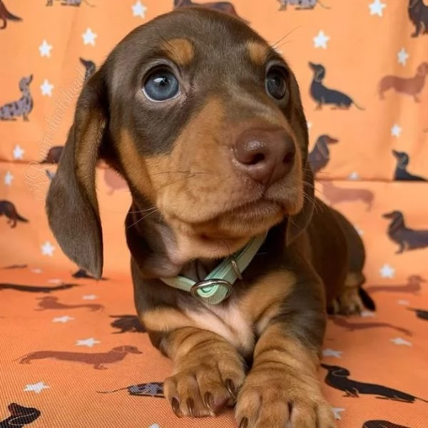  regalo adorabili cuccioli  bassotto femminucce e maschietti