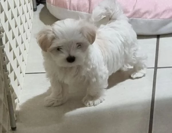 regalo adorabili cuccioli  maltese