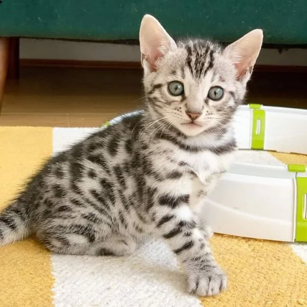 gatti di bengala | Foto 1