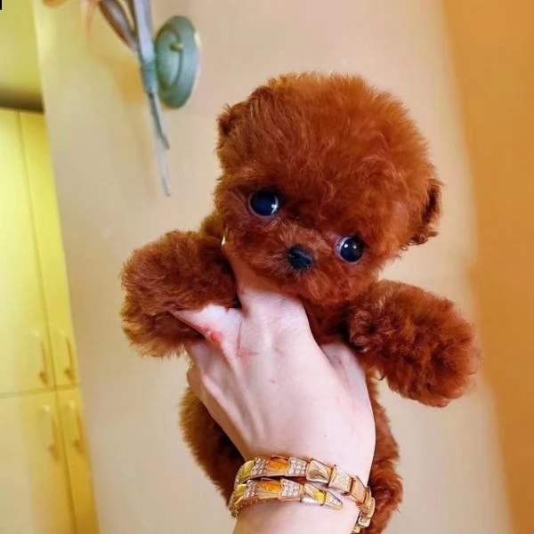 2regalo barboncino¶¶