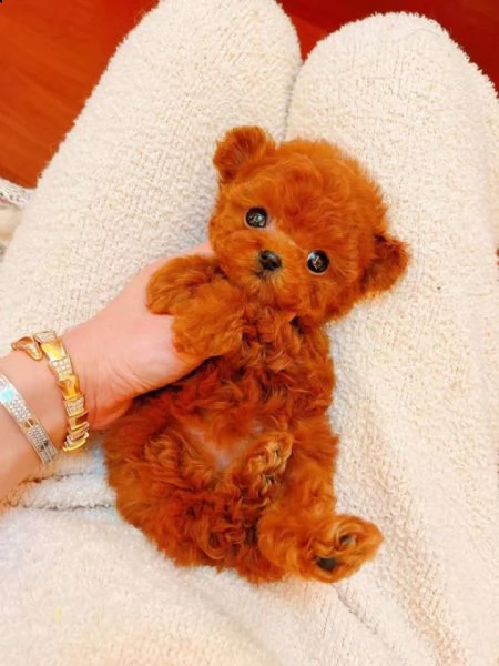 2regalo barboncino¶¶ | Foto 0