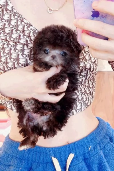 2regalo barboncino∆∆