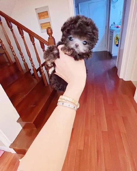 2regalo barboncino∆∆ | Foto 0