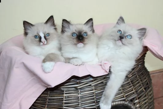 affascinanti gattini ragdoll pronti per le loro nuove case