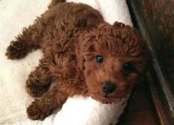 2regalo barboncino# | Foto 0