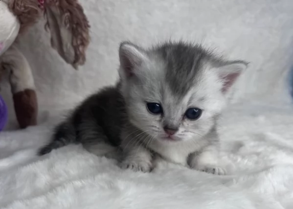 cuccioli munchkin pronti subito | Foto 0