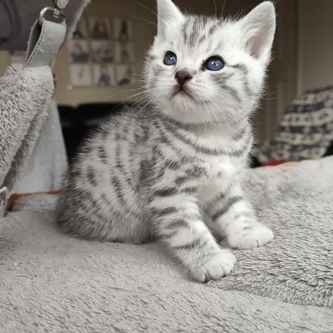 gattini di british shorthair silver