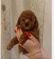 regalo barboncino toy ✓