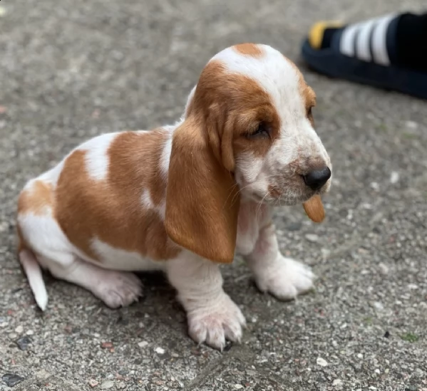 regalo beagle cuccioli per l'adozione