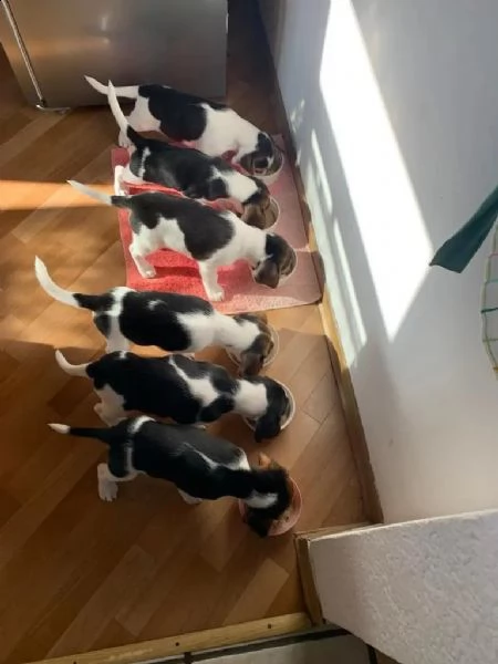 cuccioli di beagle