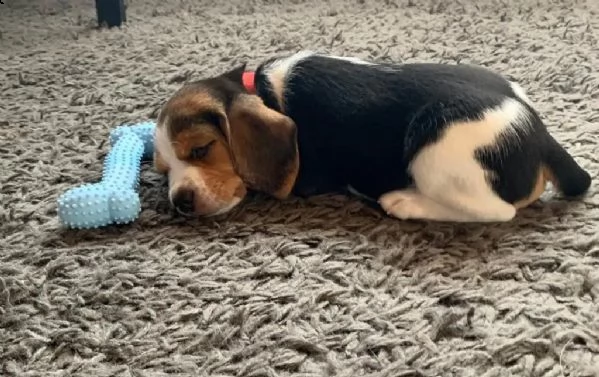 cuccioli di beagle | Foto 0
