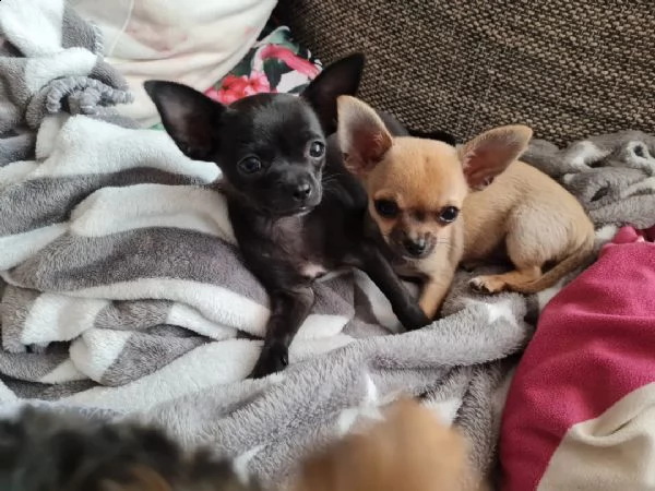 piccoli adorabili bambini chihuahua a pelo corto ti stanno cercando