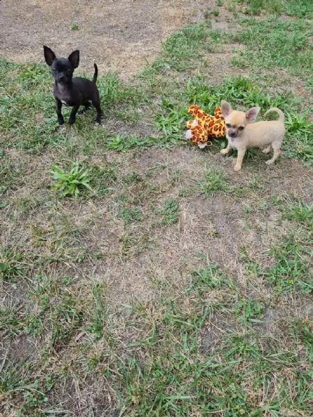 piccoli adorabili bambini chihuahua a pelo corto ti stanno cercando | Foto 0