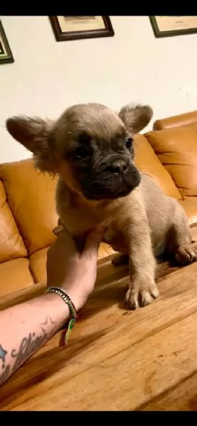 cuccioli di bulldog francese pieni di soffici e soffici | Foto 0