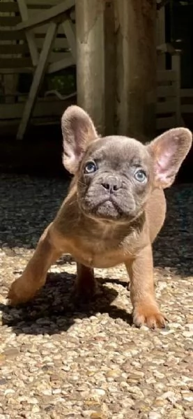 cuccioli di bulldog francese pieni di soffici e soffici