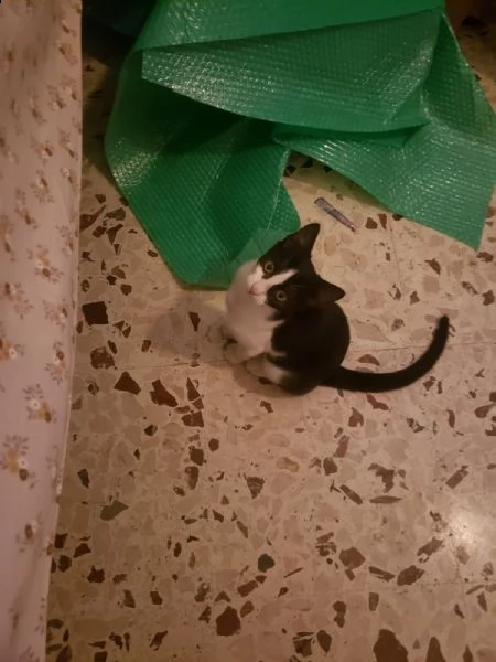  dolcissimo gattino 3 mesi bianco e nero | Foto 5