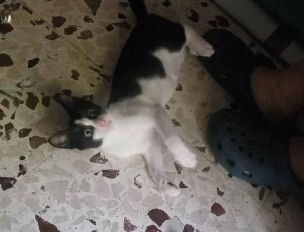  dolcissimo gattino 3 mesi bianco e nero | Foto 4