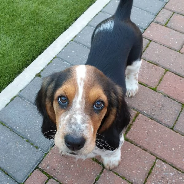 bellissimi cuccioli di beagle disponibili regalo | Foto 0