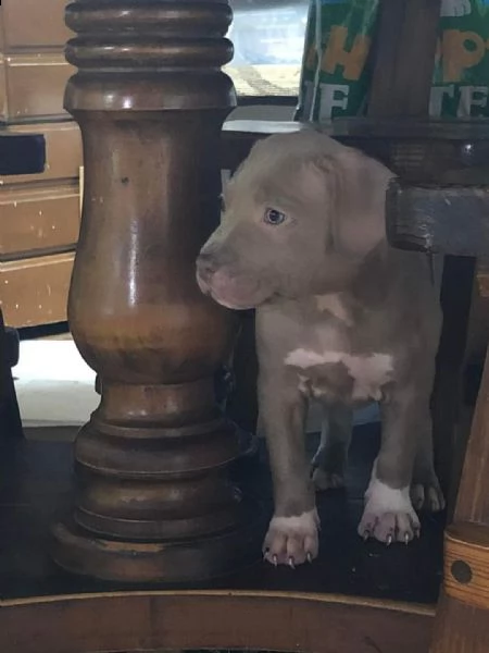 regalo cuccioli di pitbull❤️❤️ | Foto 2