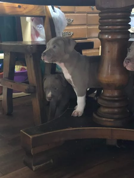 regalo cuccioli di pitbull❤️❤️ | Foto 1
