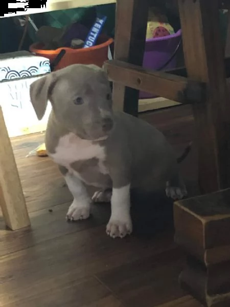 regalo cuccioli di pitbull❤️❤️ | Foto 0