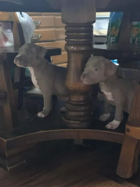 regalo cuccioli di pitbull❤️❤️