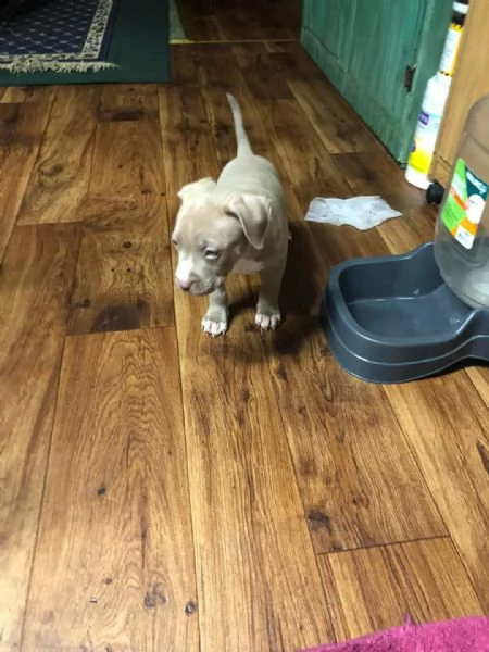 cuccioli di pitbull maschi e femmine da regalare