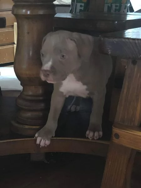 bellissimi cuccioli di pitbull disponibili per il regalo | Foto 2
