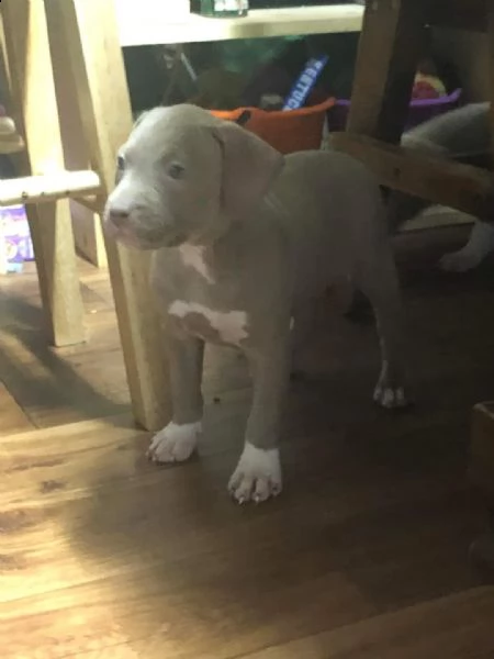 bellissimi cuccioli di pitbull disponibili per il regalo | Foto 1