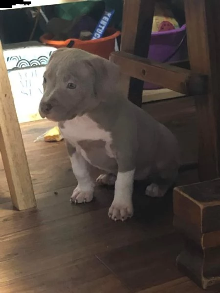 bellissimi cuccioli di pitbull disponibili per il regalo | Foto 0