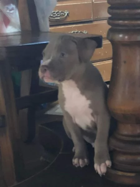 bellissimi cuccioli di pitbull disponibili per il regalo