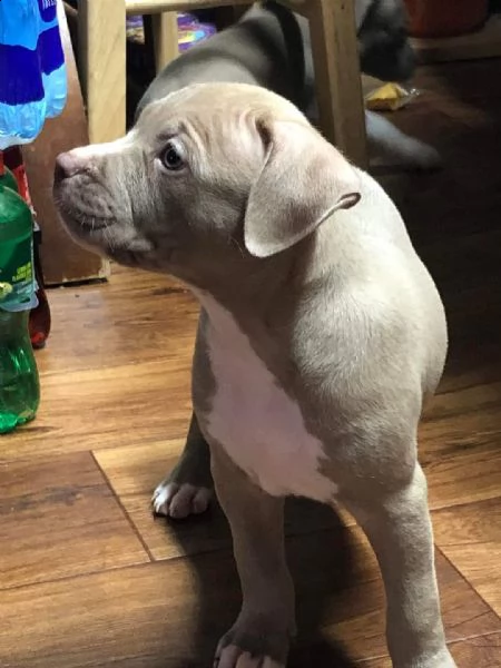 regalo cuccioli di pitbull, maschio e femmina | Foto 1