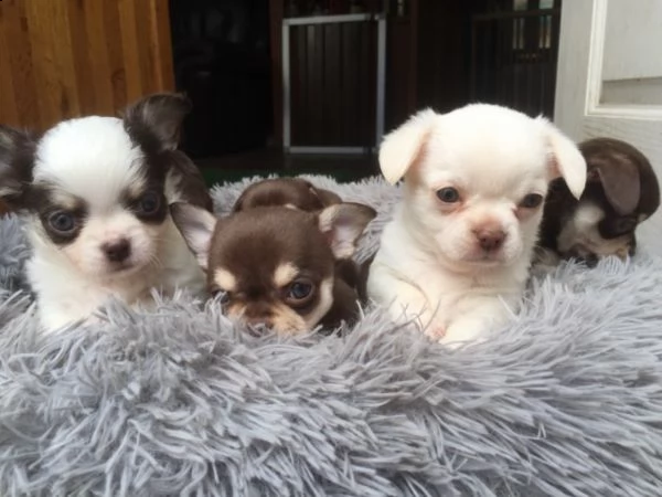 regalo cuccioli di chihuahua mini toy