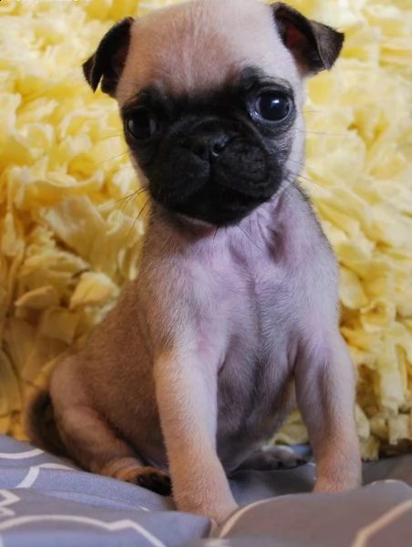 regalo cuccioli carlino